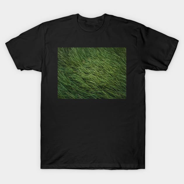 green grass sway in the wind T-Shirt by psychoshadow